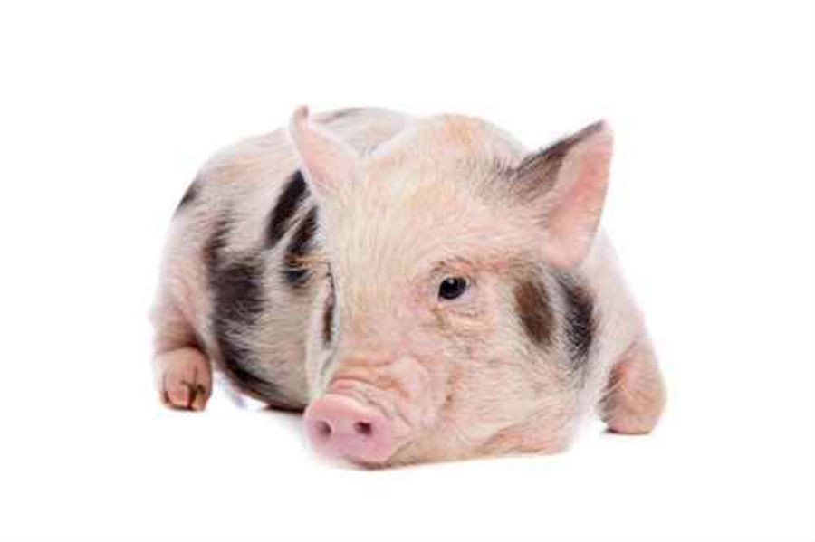 Do your research before buying a teacup pig or mini ...