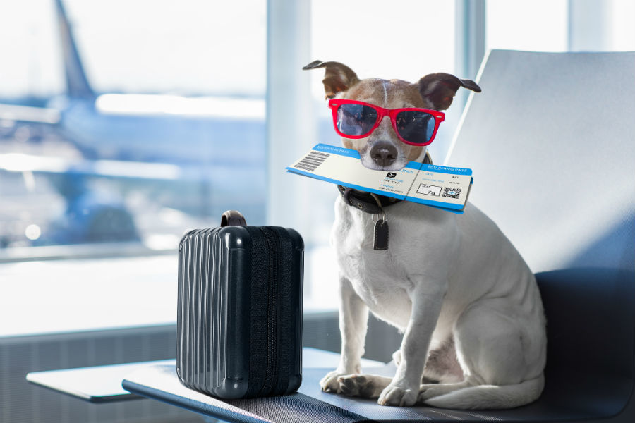 New study details the 10 best U.S. airports for pets