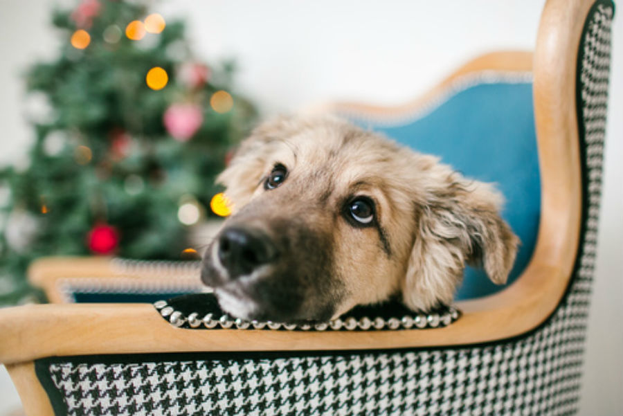 https://media.consumeraffairs.com/files/news/Pet_during_holidays_katie_martynova_Fotolia.jpg