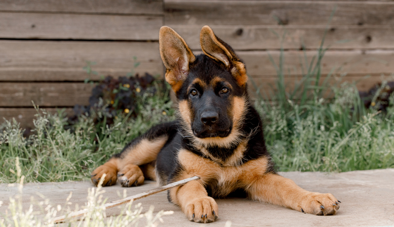 Are You Ready For The Puppy Of Your Dreams To Go From Woof To Poof 