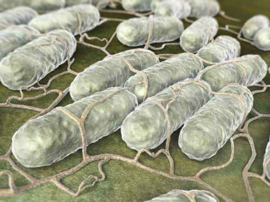 salmonella-infection-rates-increase-during-extreme-weather-events