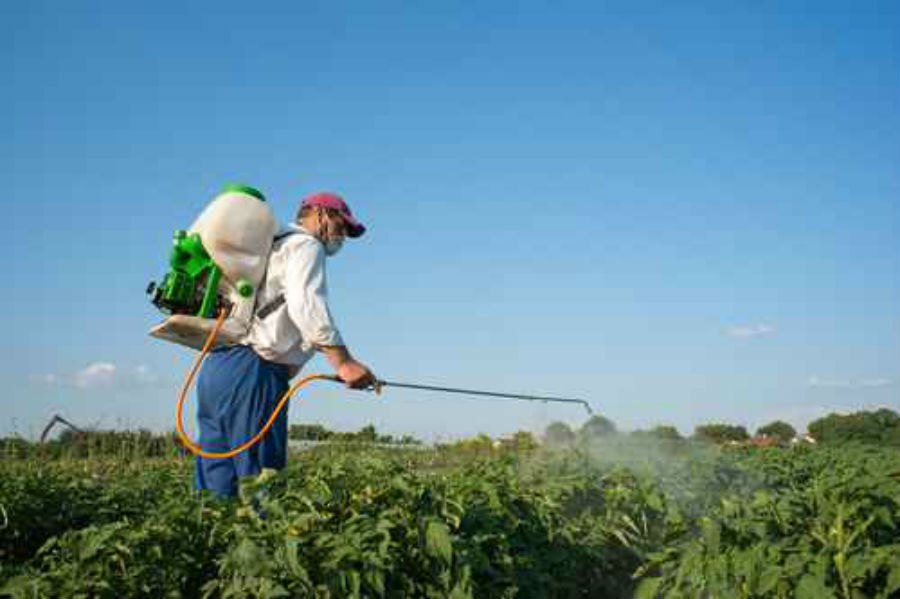 insecticides and pesticides used on fraser firs insecticides and pesticides used on fraser firs