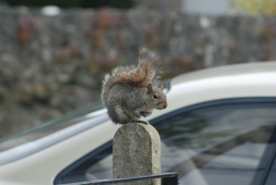 Honda faces class action over soy-based electrical wiring