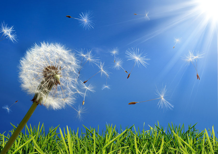 Dandelion Mouse Pad 9.8 X 7.8 in Make A Wish