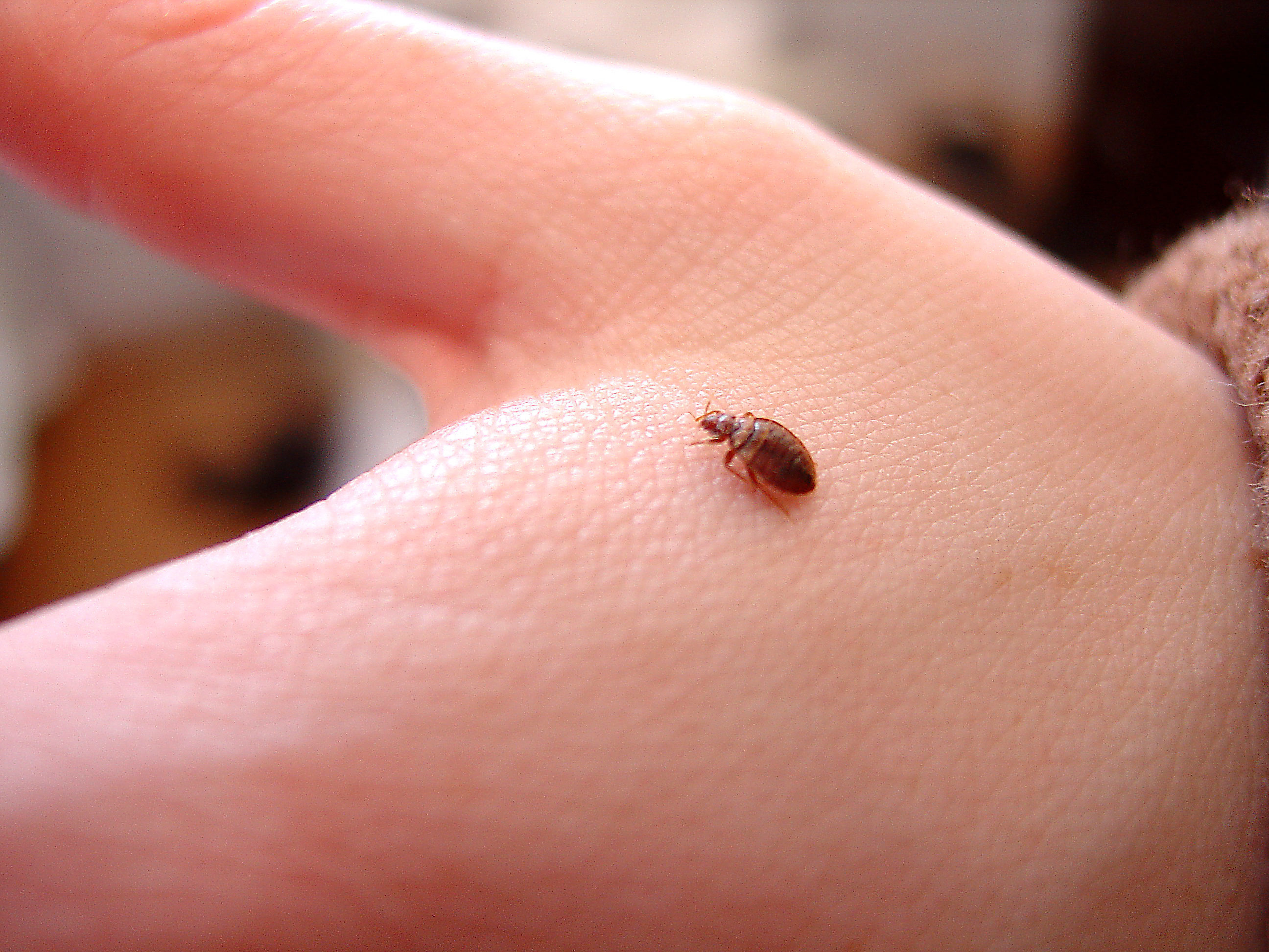 bed bugs in dining room