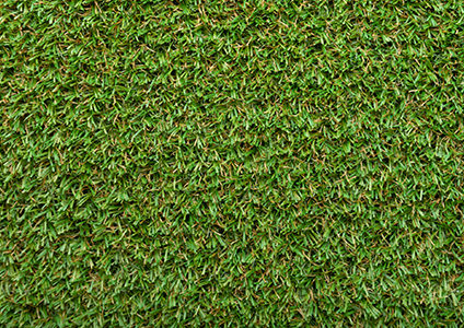 bermuda grass