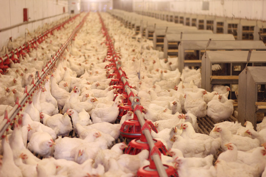 whole-foods-commits-to-slow-growing-chickens-better-living-conditions