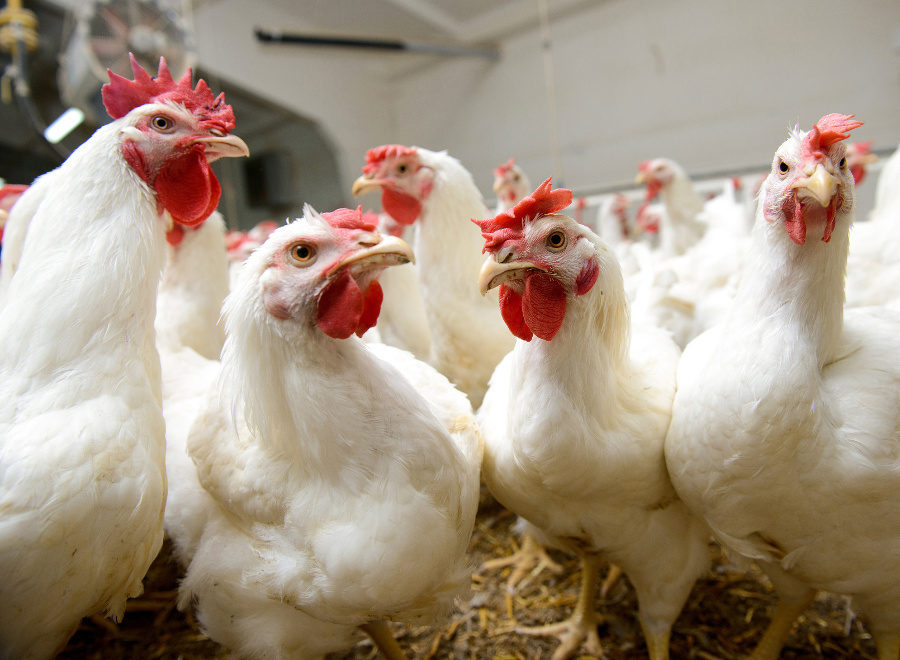 Chickens not as dumb as you think they are, study finds