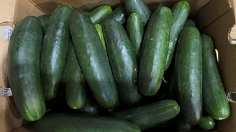 Feds say illnesses from tainted cucumbers were widespread