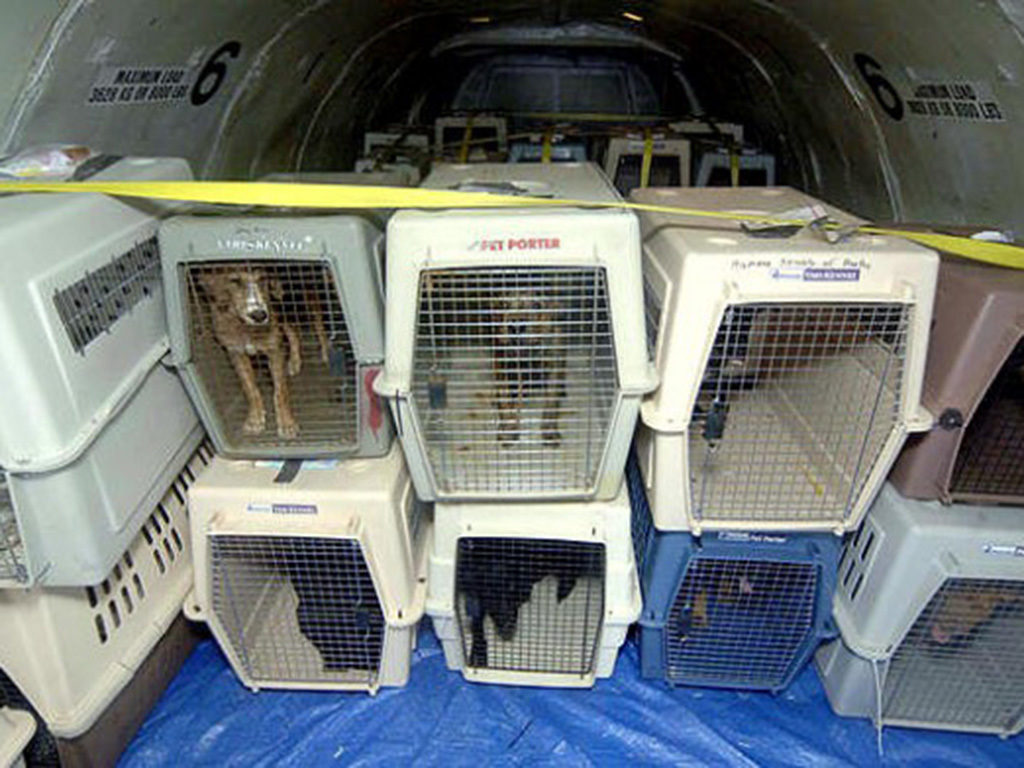 united airlines pet travel in cargo