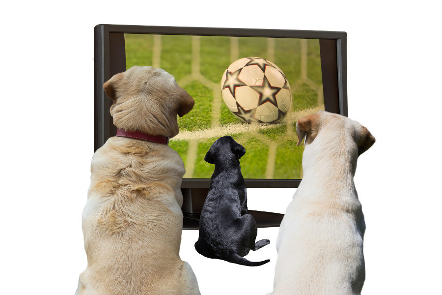 A TV channel caters to dogs, even though it doesn't show any dogumentaries