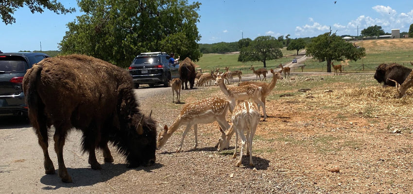 drive thru zoo tennessee