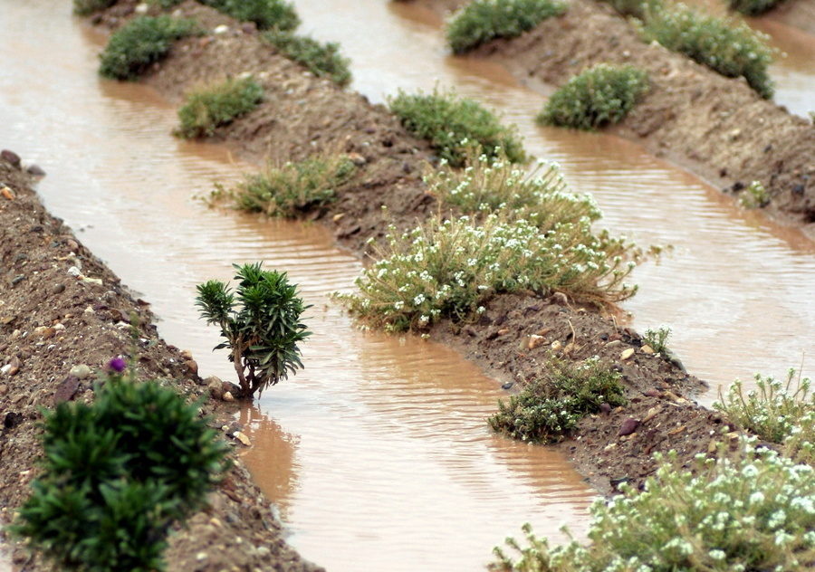 Garden flooded? Here's how to help it recover