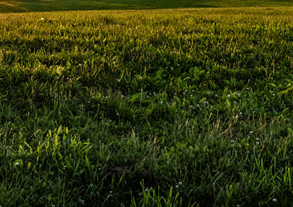 kentucky bluegrass