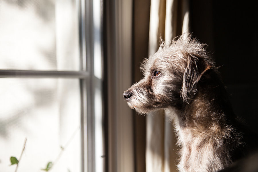 how-long-can-you-leave-a-dog-alone-rover