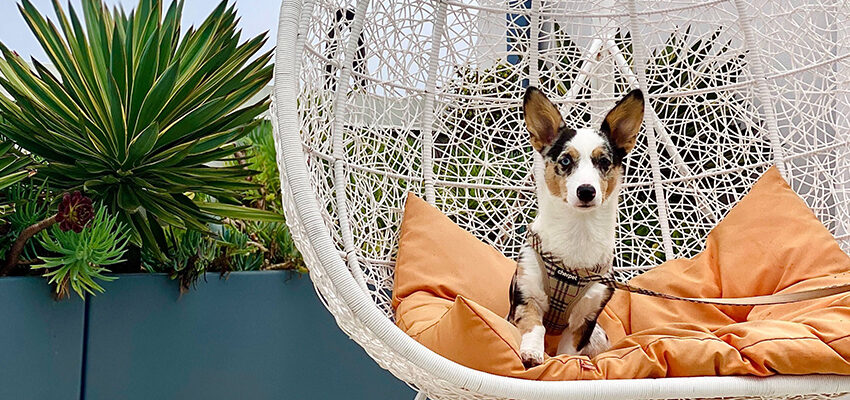small dog sitting outside