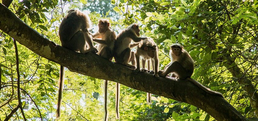 monkeys in tree