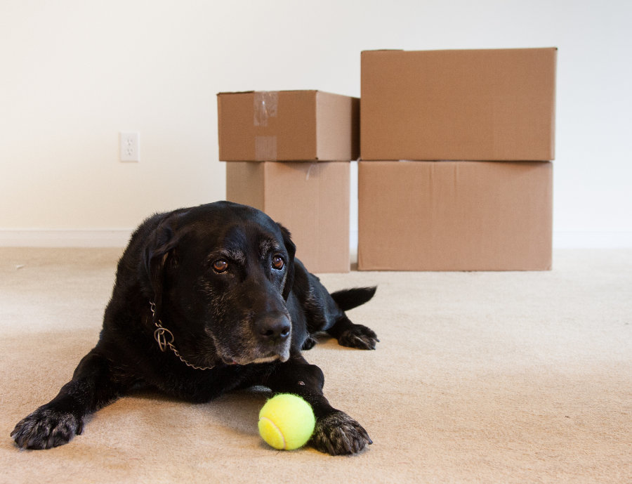 Tips for getting your dog through a move