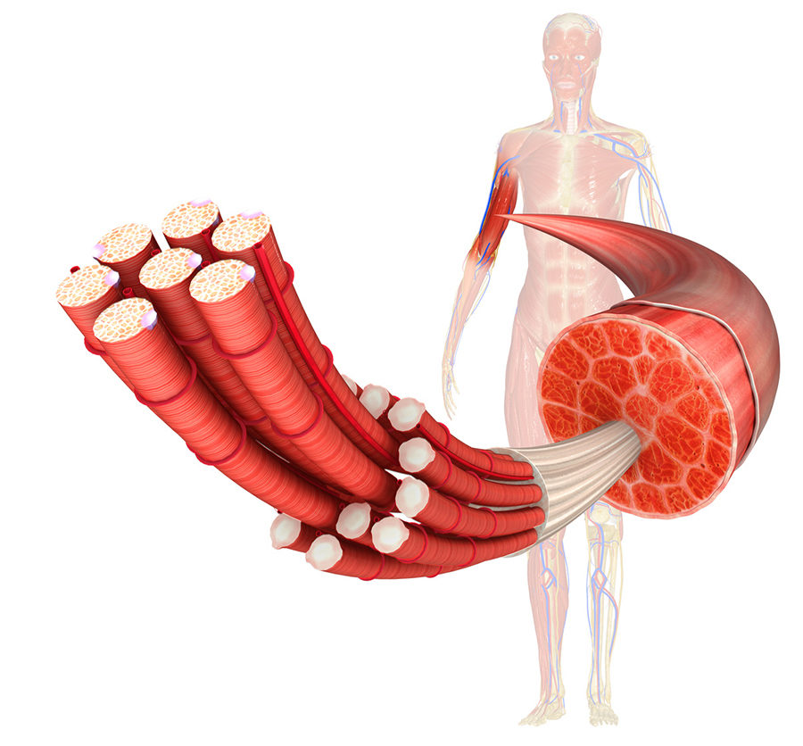 the nature diagnosis and treatment of muscular dystrophy the nature diagnosis and treatment of muscular dystrophy