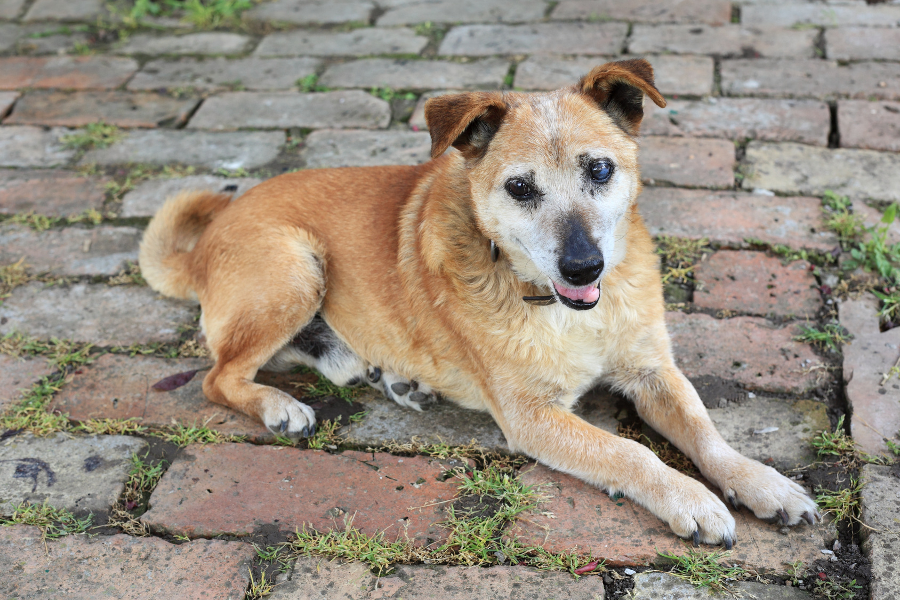 are dogs allowed in care homes