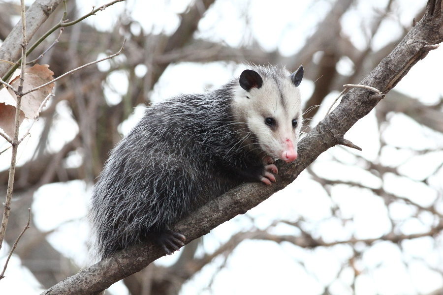 Opossum may drive your dog to distraction but they're ...