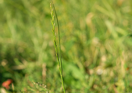 perennial ryegrass