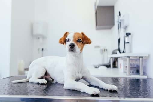 5 Best Pet Insurance Plans for Older Dogs ConsumerAffairs