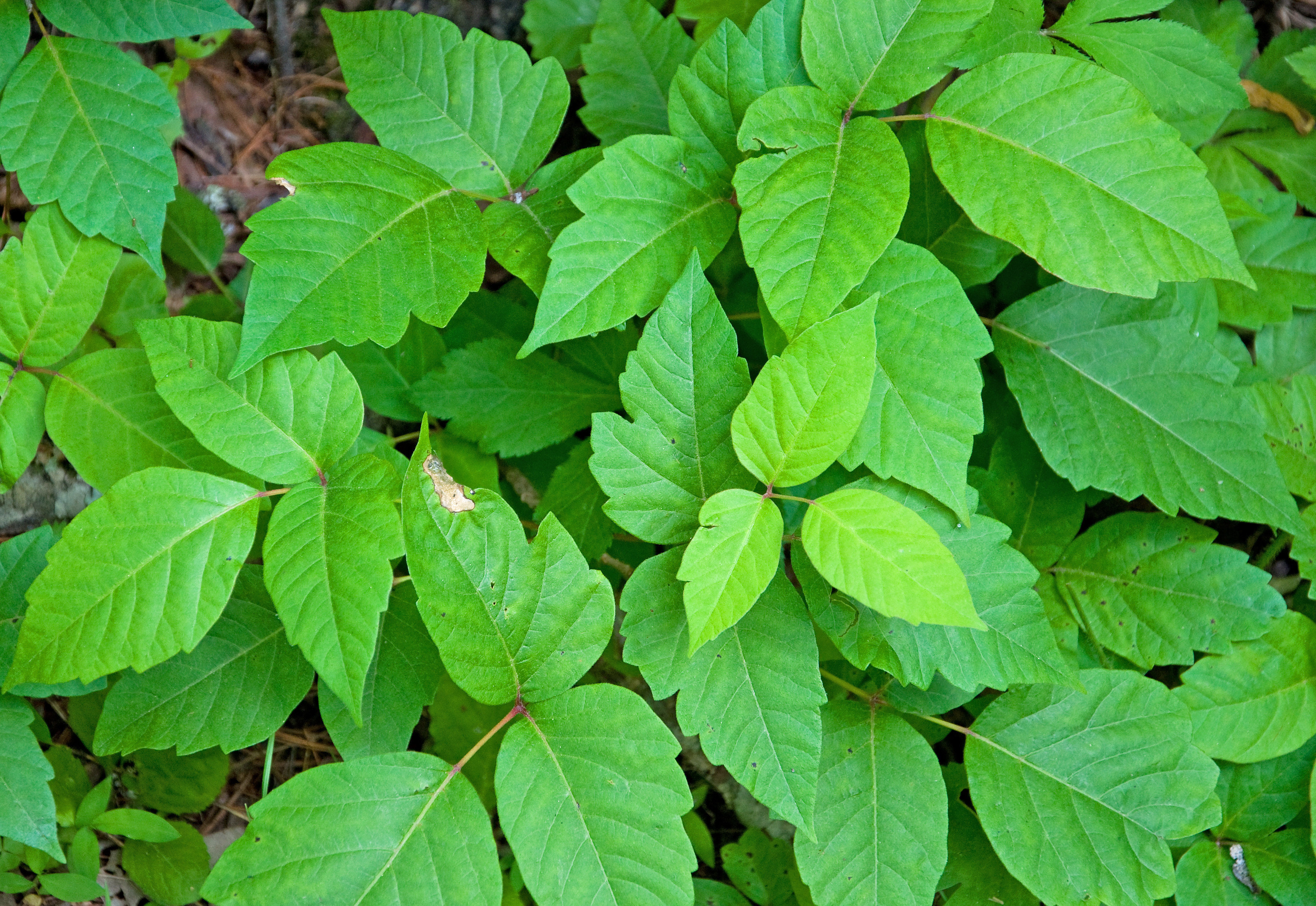 Is poison ivy contagious? - Harvard Health