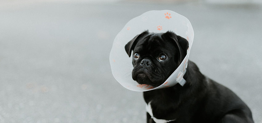 inflatable dog cone petco