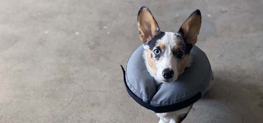 inflatable dog cone petco