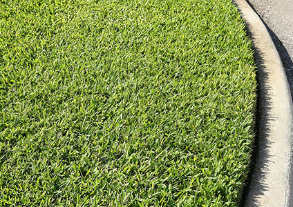 st augustine grass