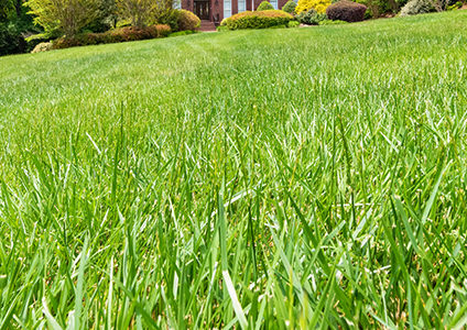 tall fescue grass