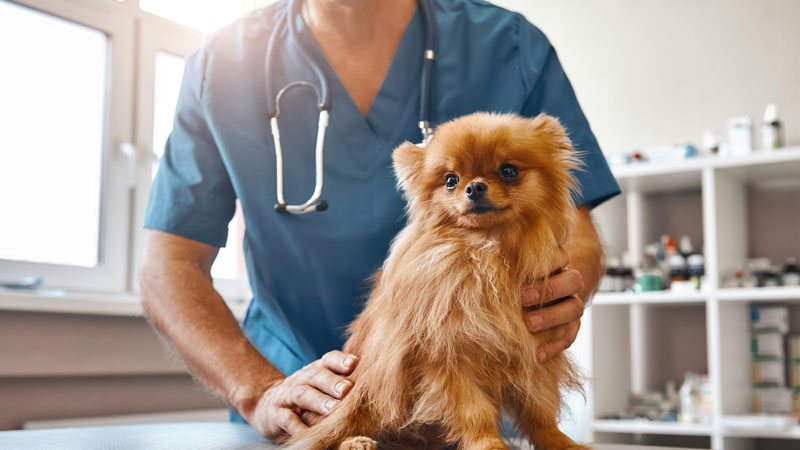 Emergency pet clinics can offer big benefits, but at a big cost