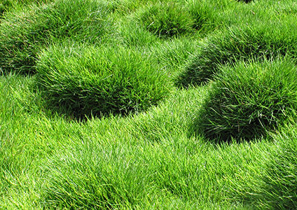 zoysia grass