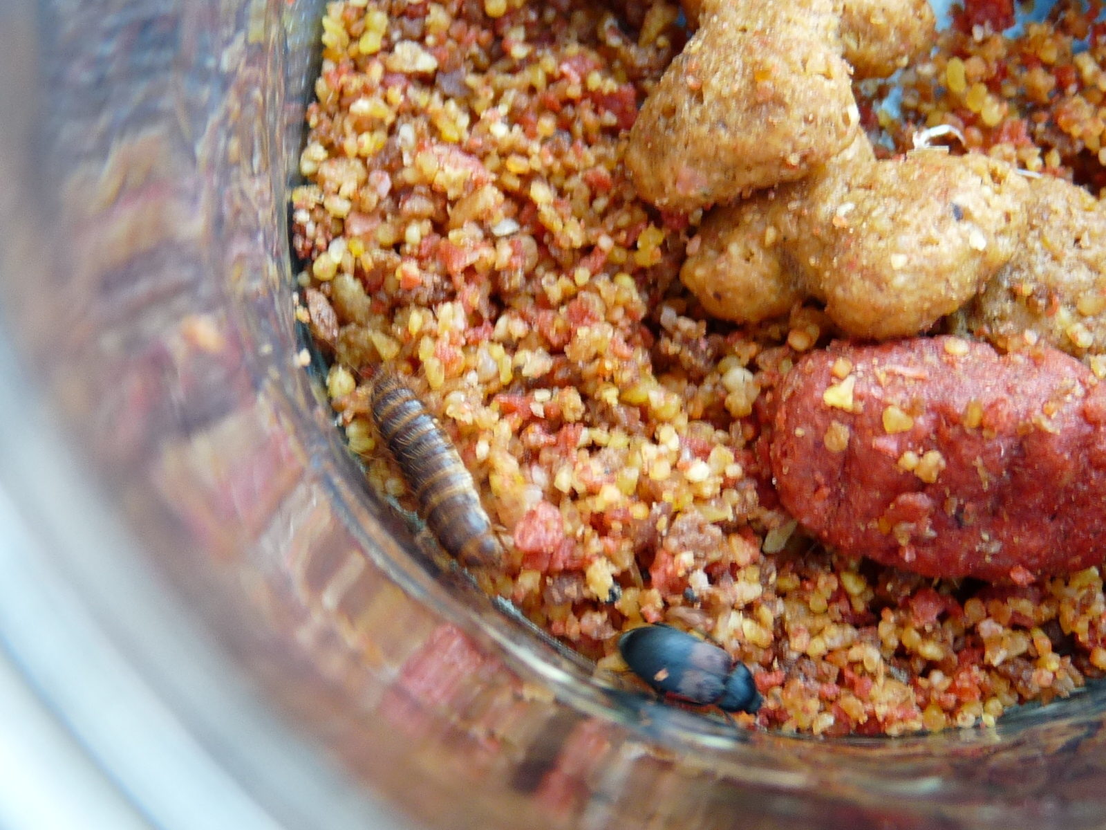 Unveiling the Essence of Alpo Puppy Meals: A Complete Exploration
