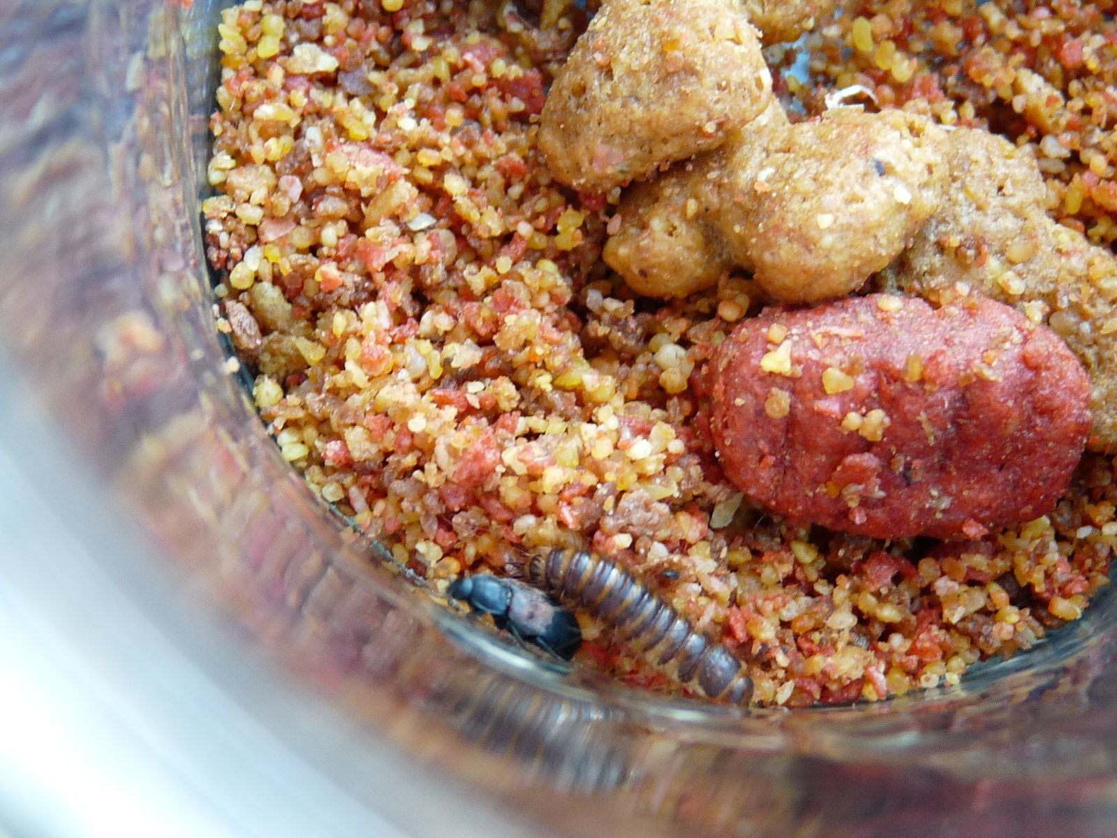 Top 208 Complaints And Reviews About Alpo Dog Food Page 3