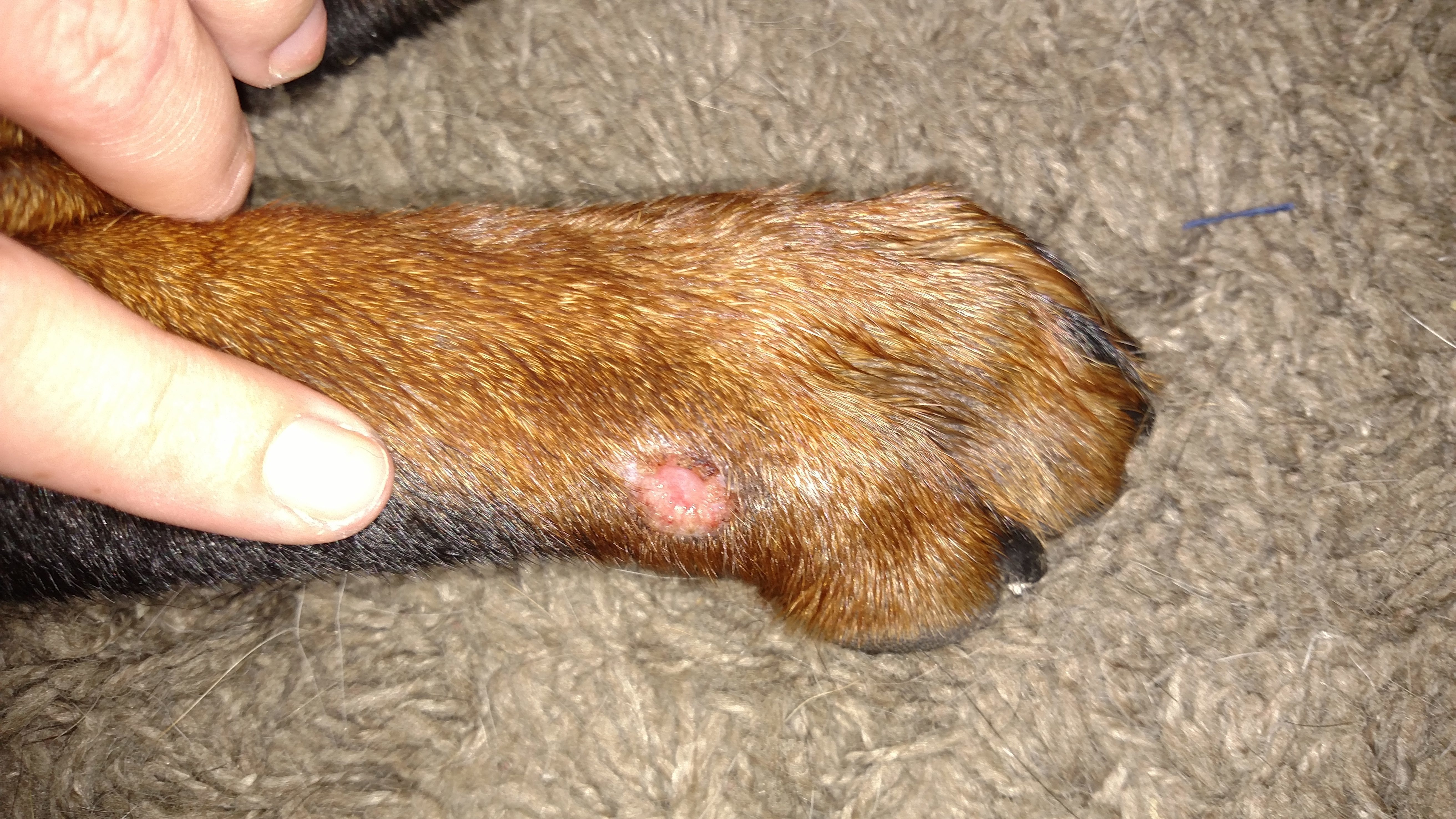 Top 1,731 Complaints and Reviews about Beneful Pet Foods Page 3