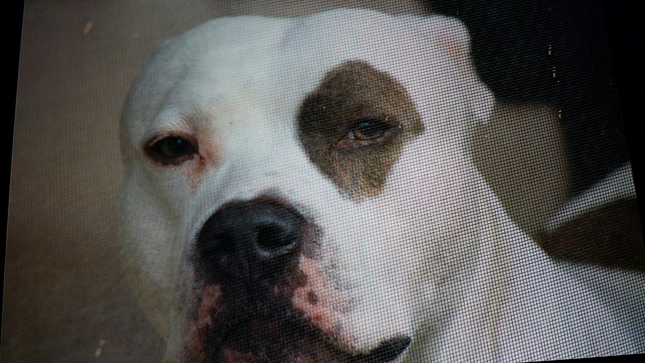 Top 1,659 Reviews and Complaints about Blue Buffalo Pet Foods Page 23