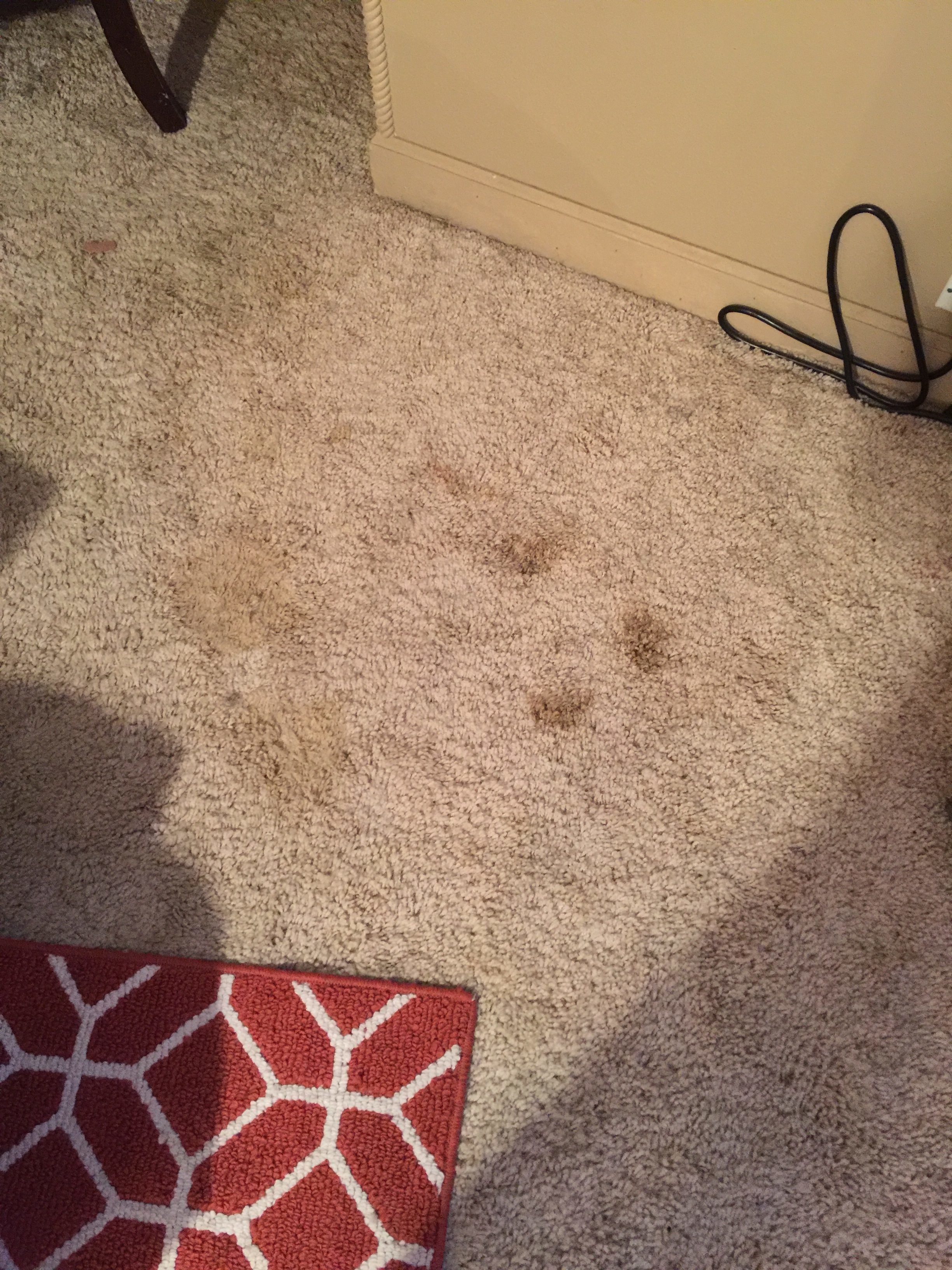Top 1,659 Reviews and Complaints about Blue Buffalo Pet Foods Page 21
