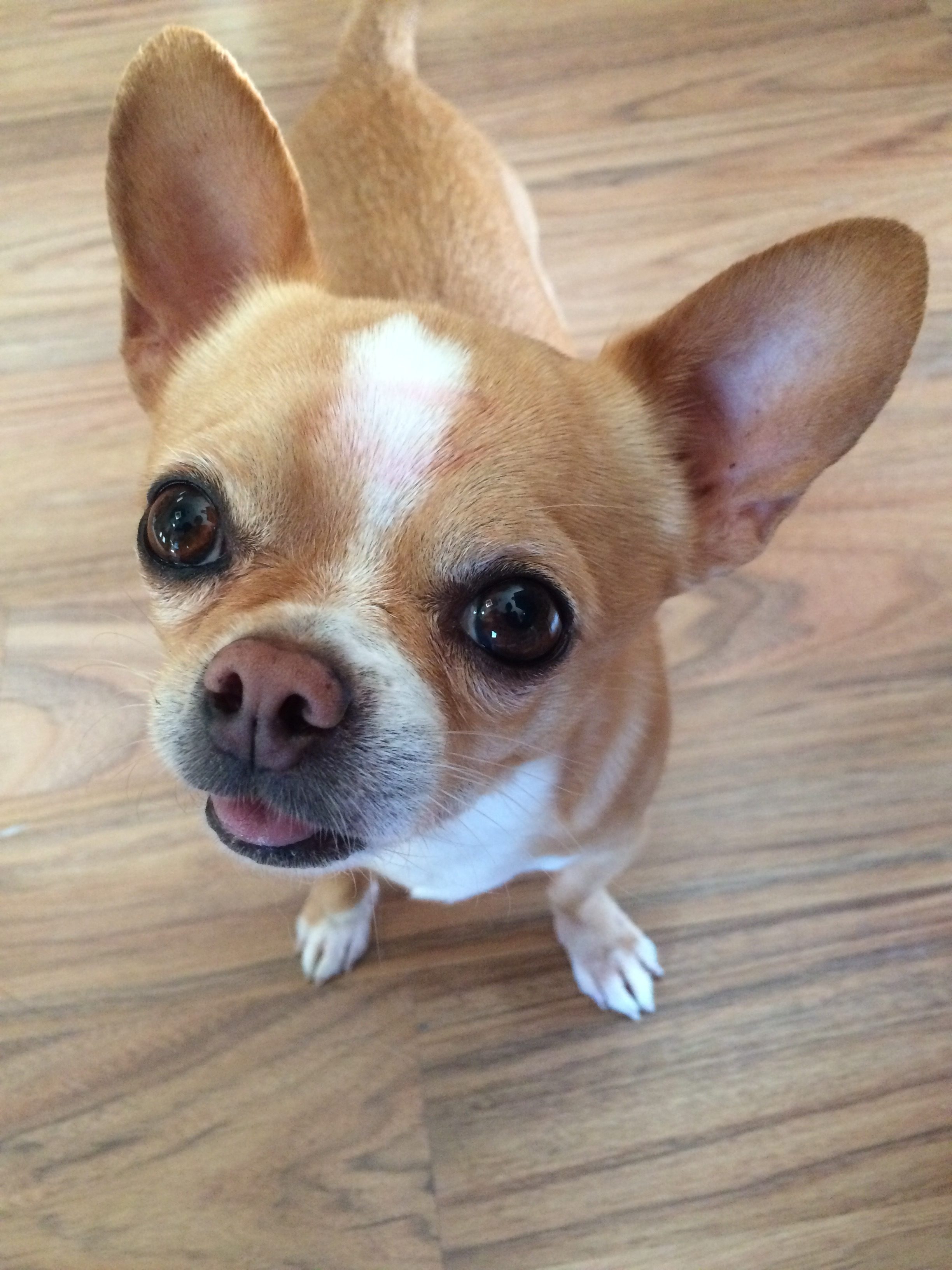 Top 1,654 Complaints and Reviews about Blue Buffalo Pet Foods Page 16