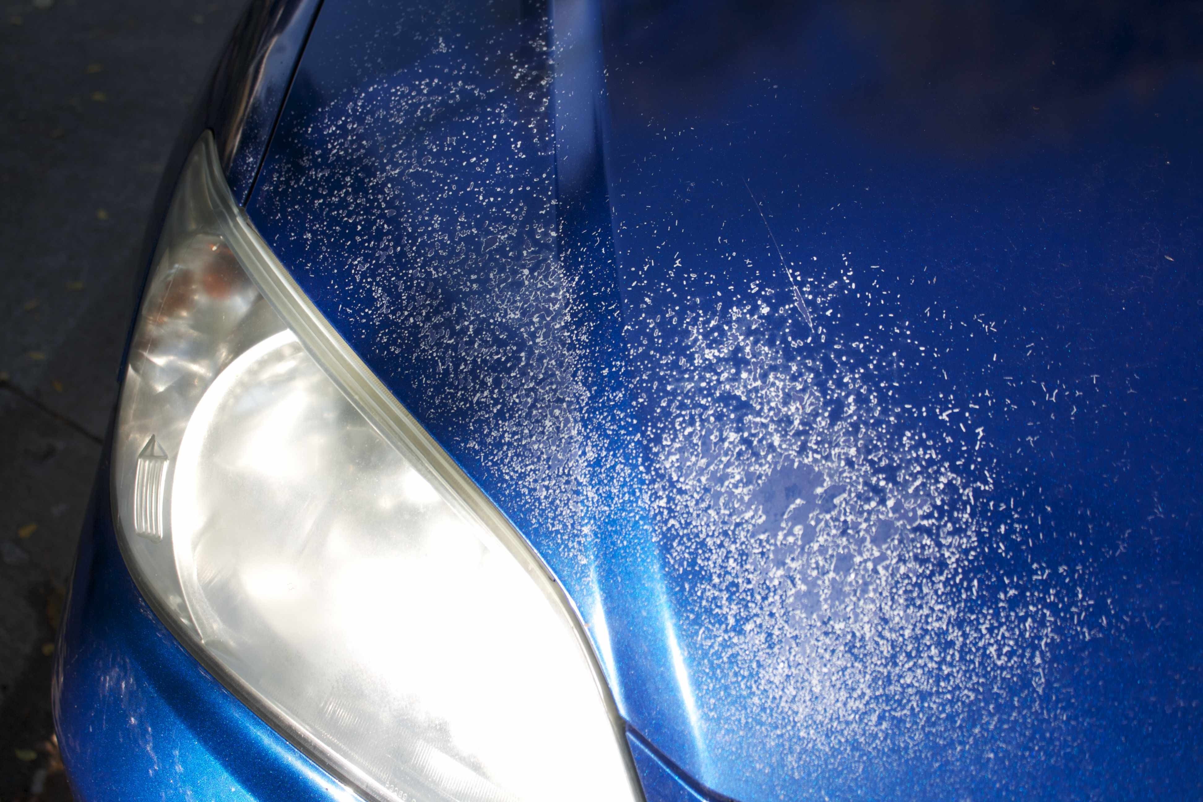 oxidation car cost paint 344  Complaints about Honda and 4 Page  Top Paint  Reviews