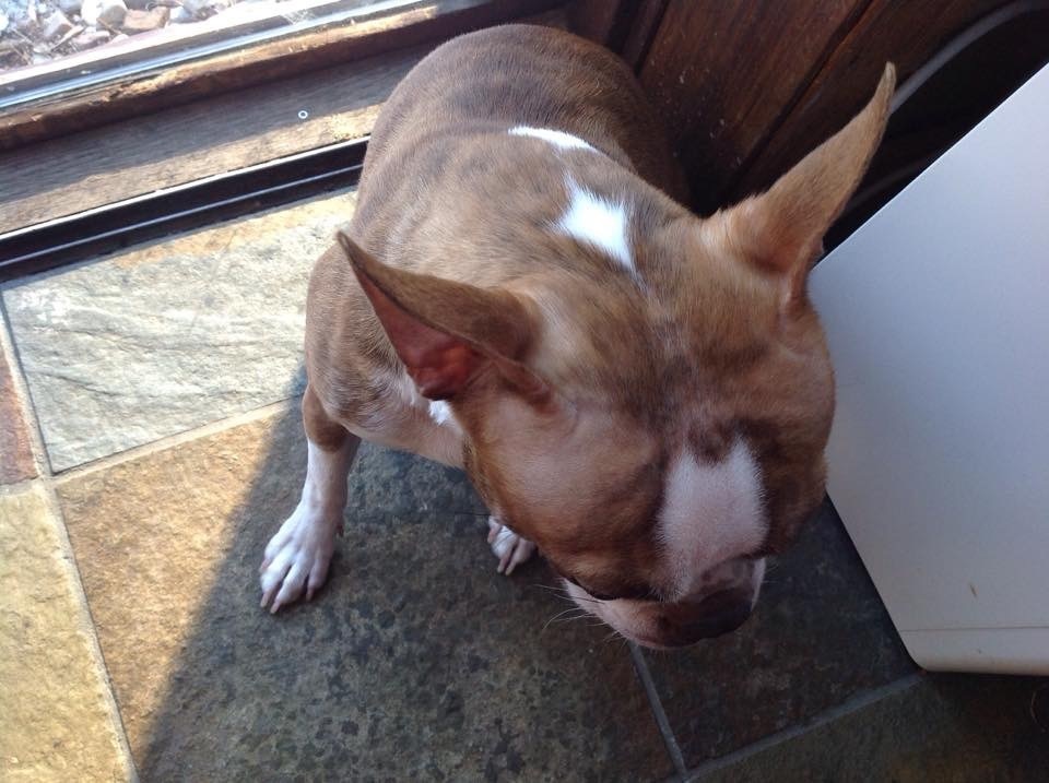 Top 480 Complaints and Reviews about Kirkland Pet Foods Page 9