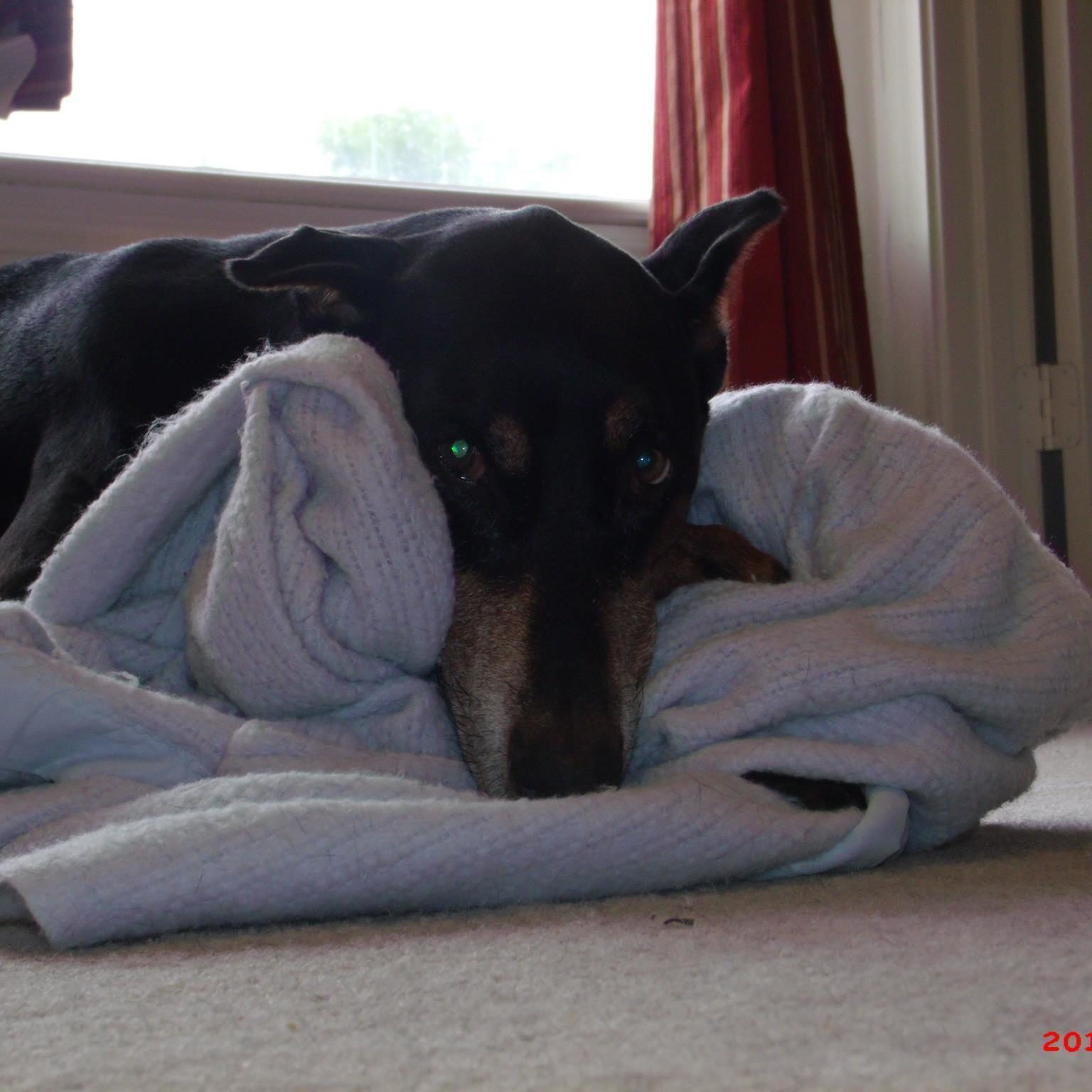 Top 1,912 Complaints and Reviews about Nutro Dog Food Page 23