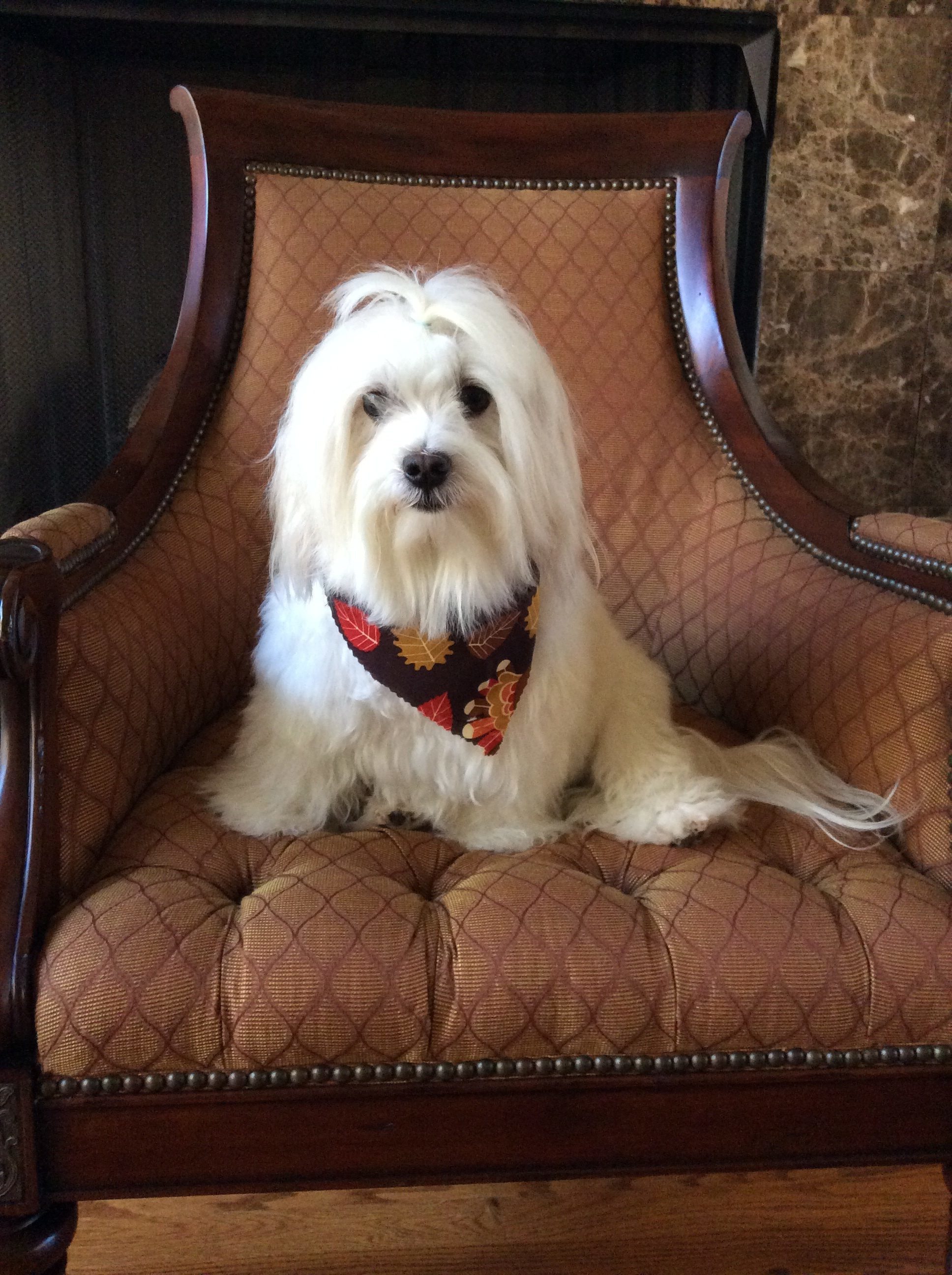 Top 1,907 Complaints and Reviews about Nutro Dog Food Page 9