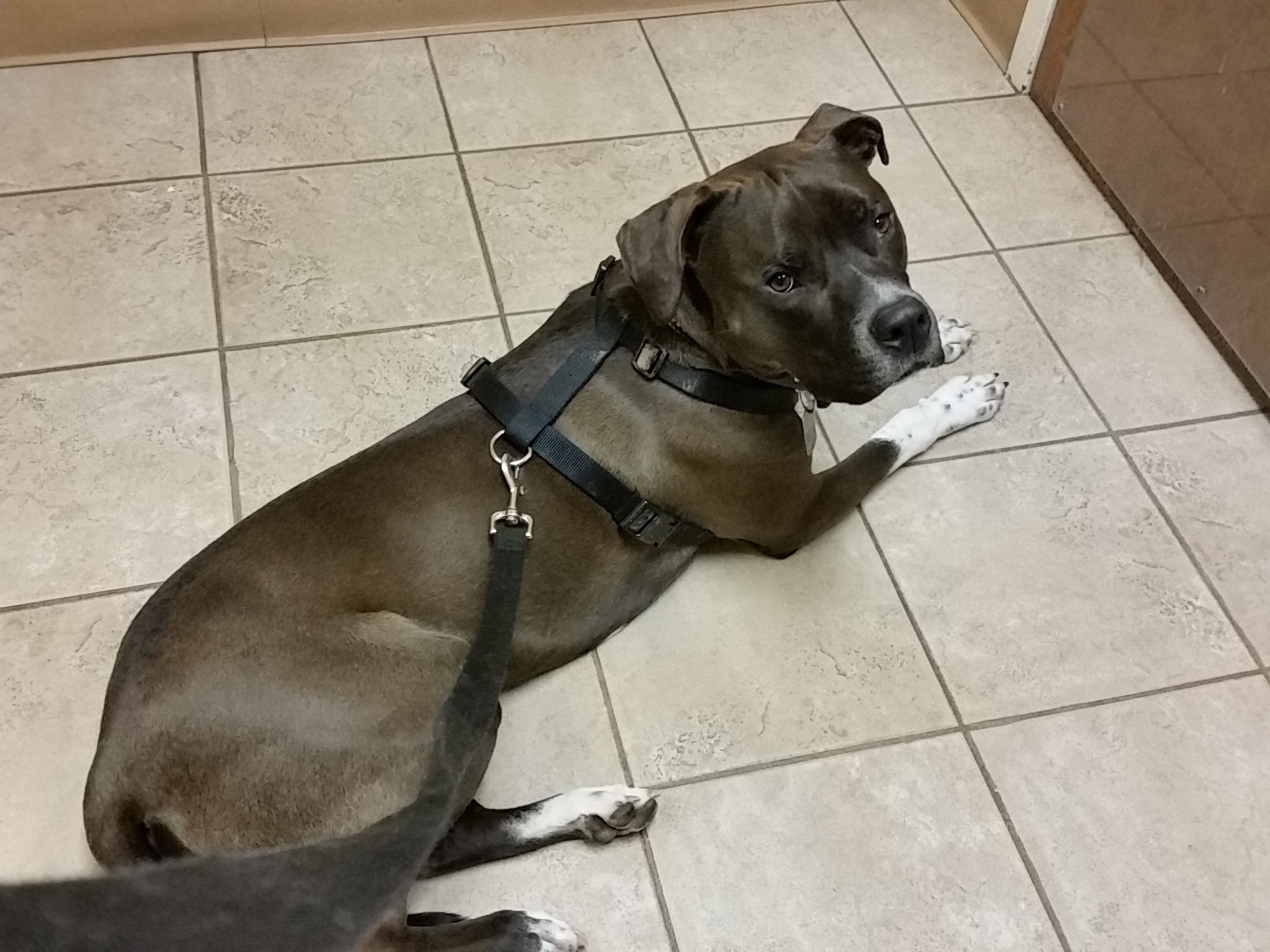 Top 1,898 Complaints and Reviews about Nutro Dog Food Page 7