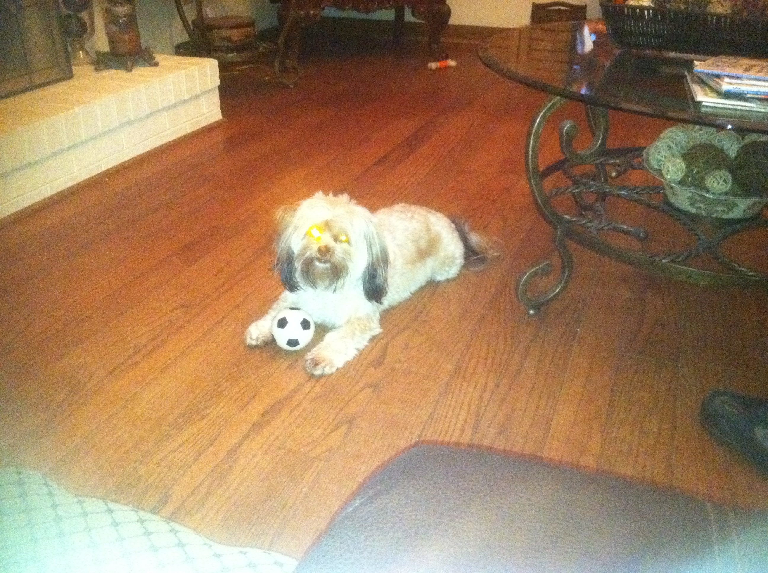 Top 1,894 Complaints and Reviews about Nutro Dog Food Page 14