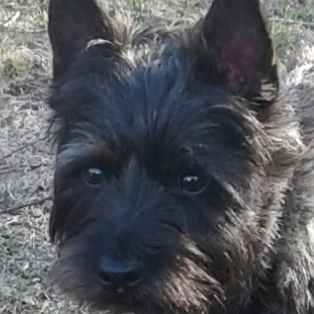 puppy find reviews top 208 reviews and complaints about puppyfind puppy find reviews top 208 reviews and complaints about puppyfind