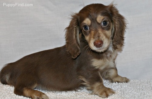puppy find reviews top 178 reviews and complaints about puppyfind puppy find reviews top 178 reviews and complaints about puppyfind