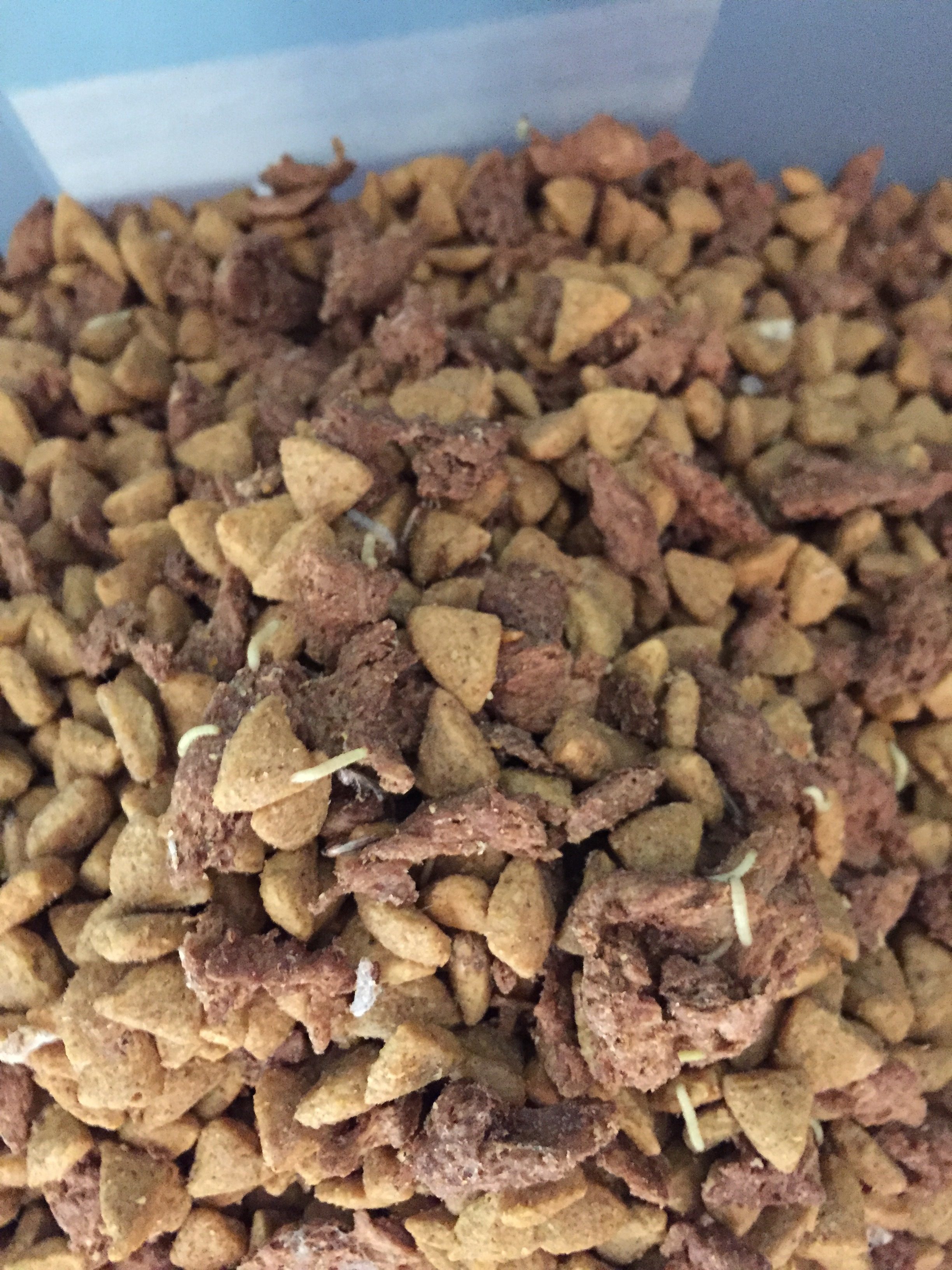 Small White Worms In Dog Food Bowl at Ruby Robinson blog