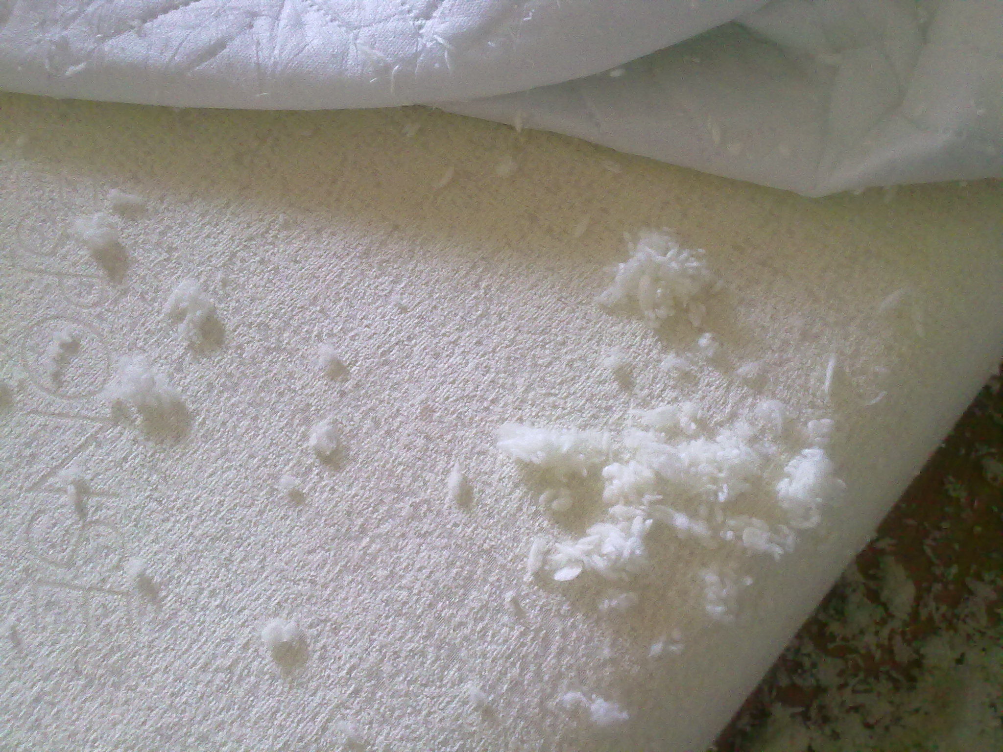 Top 356 Complaints and Reviews about Serta Mattress Page 7